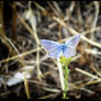 Cerulean wings