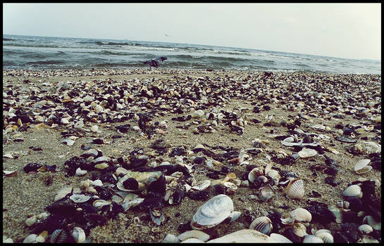 Shells on the Baltic sea