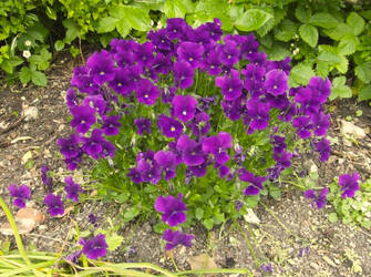 Purple Flowers