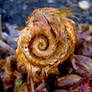 Nature's Carousel
