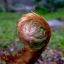 Alien Embryo