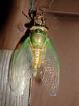 Cicada Stretching Wings II by Baq-Stock