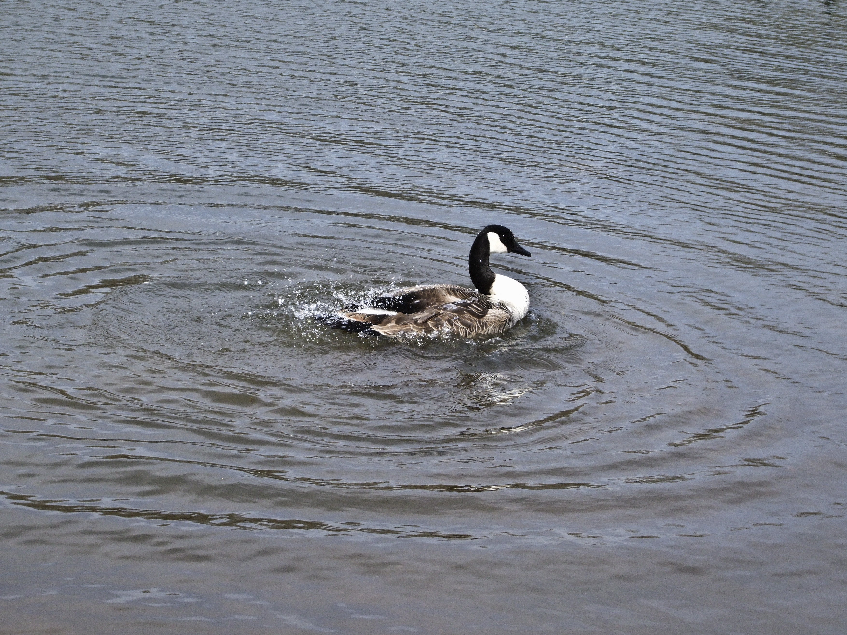 canadian geese IV