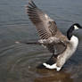 canadian geese VII