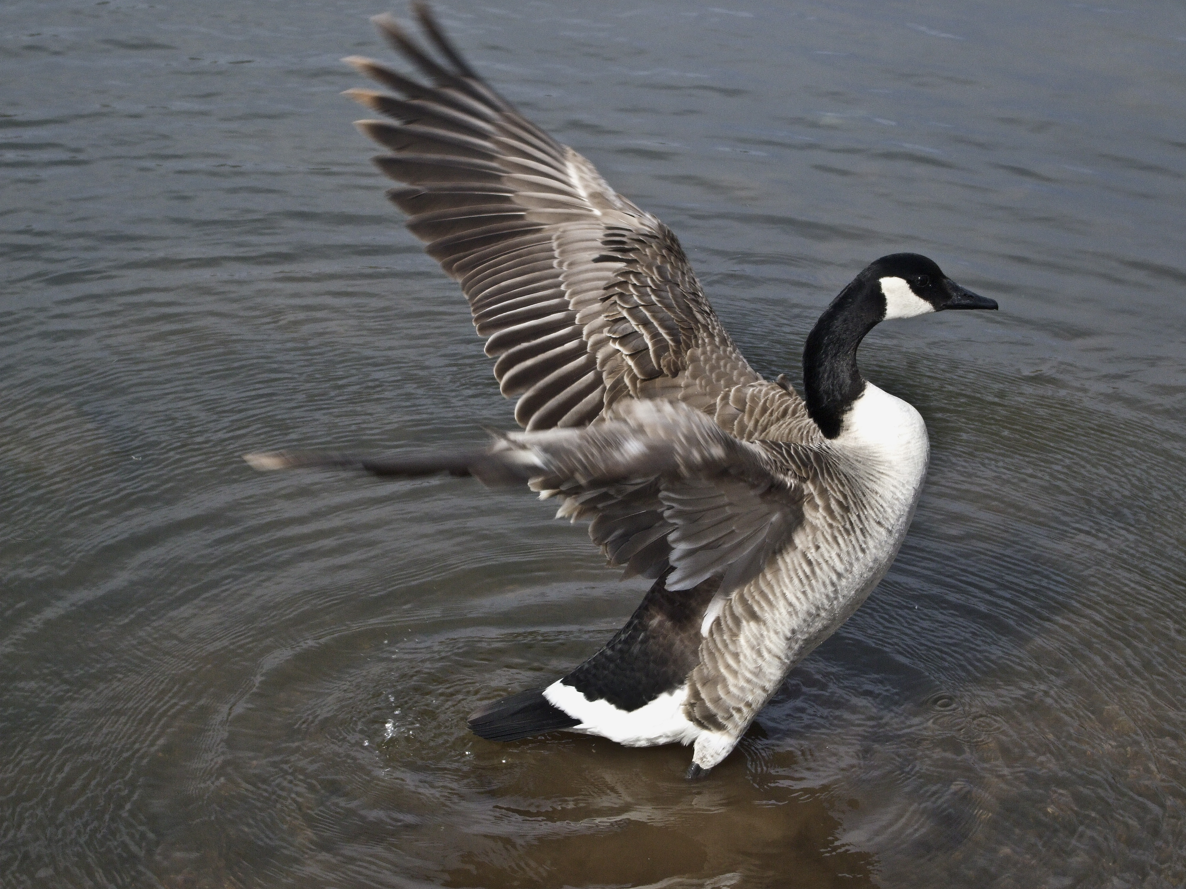 canadian geese VII