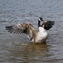 canadian geese XII