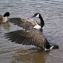 canadian geese XIII