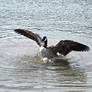 canadian geese XIV