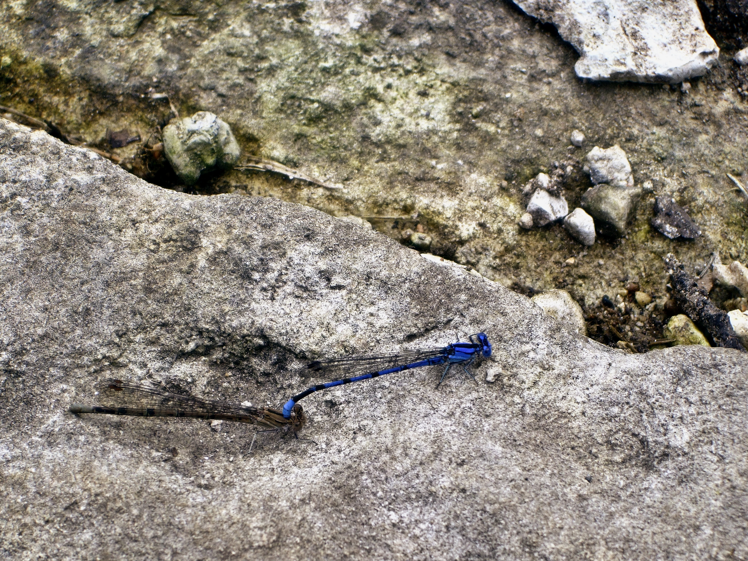 Mating Damselflies