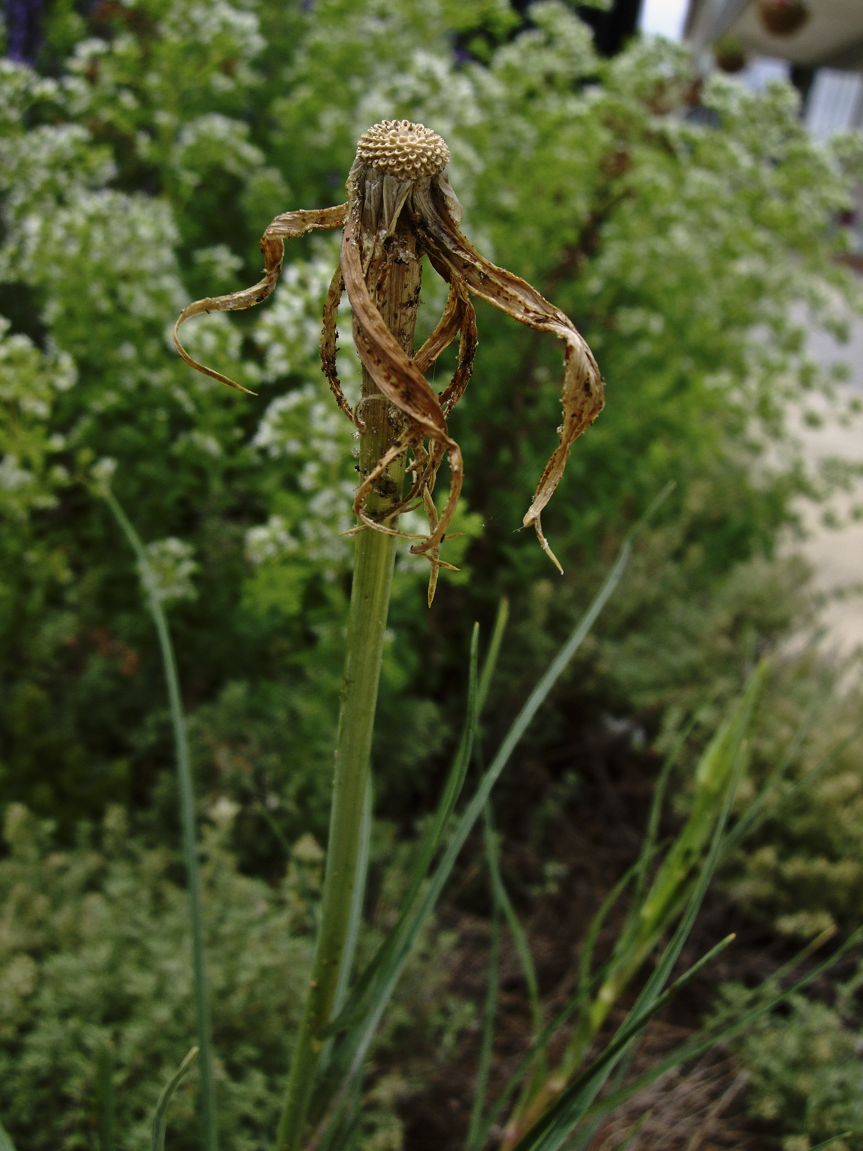 Giant Dandelion I