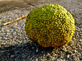 Hedge Apple