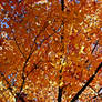 Autumn Leaves I