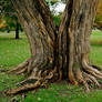Fantasy Tree Trunk