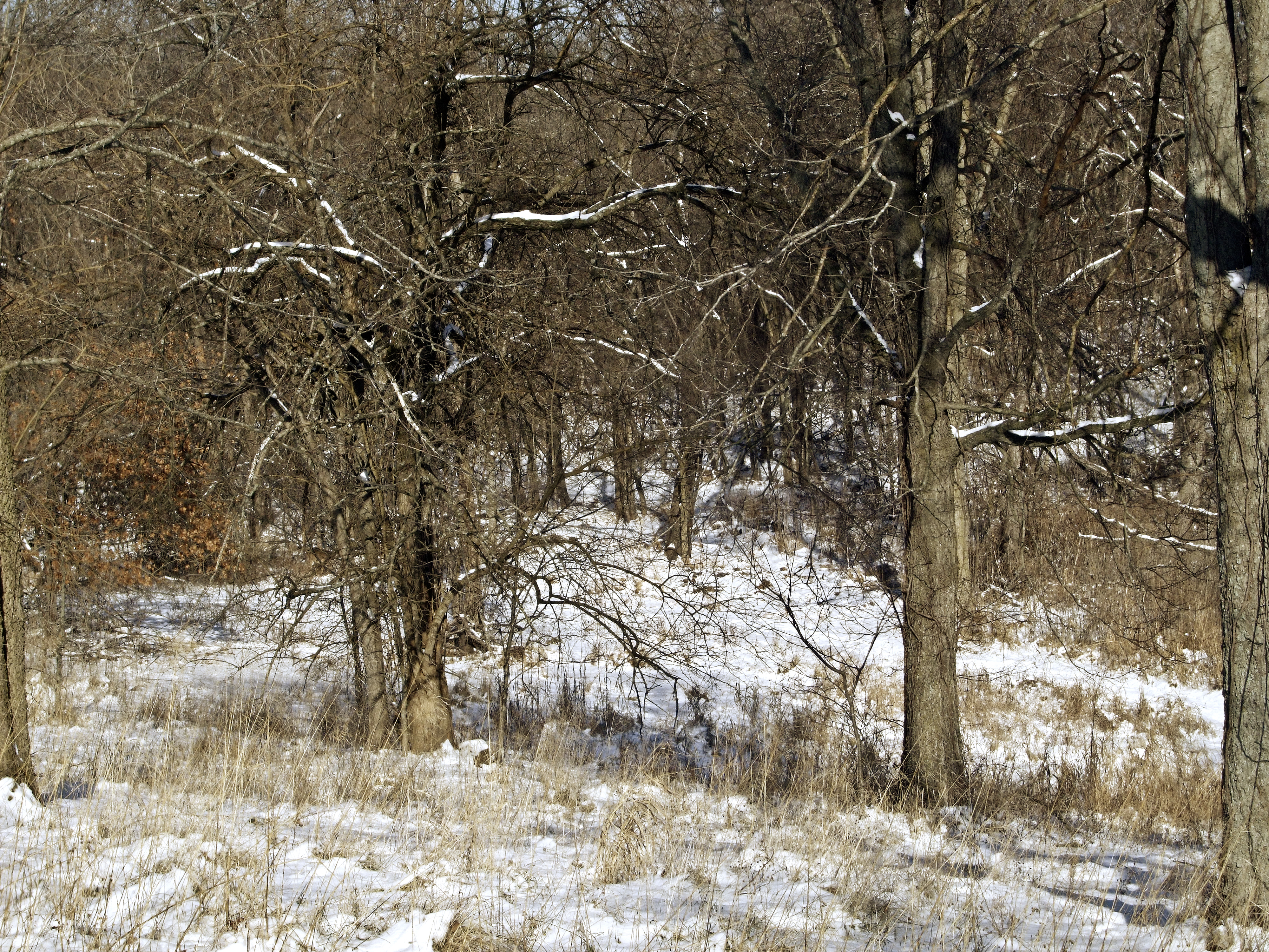 Snowy Woods I