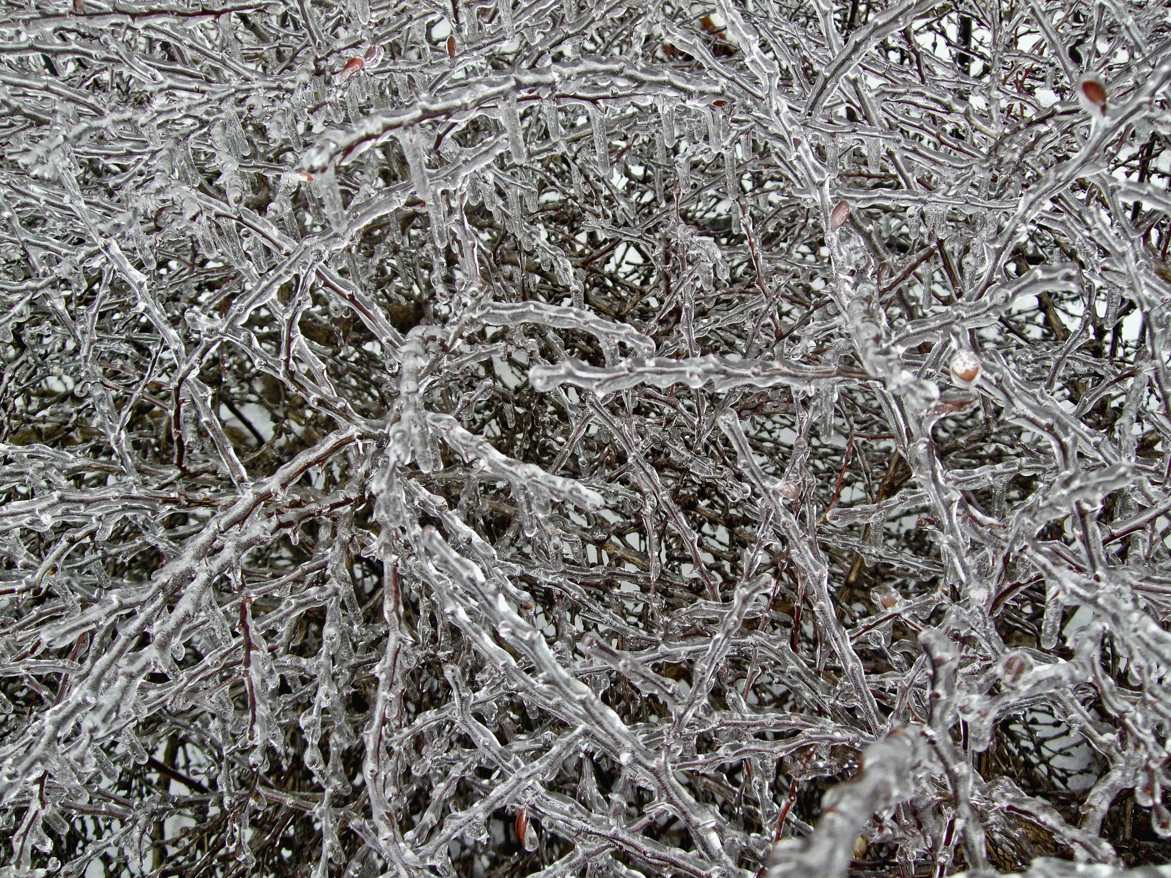 Icy Branches II