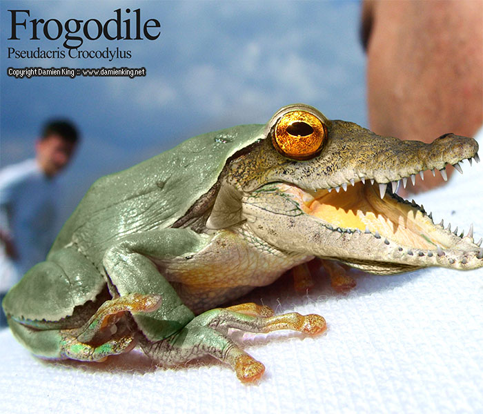 Frogodile