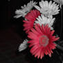 prettifull