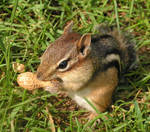 Female Chipmunk by JocelyneR