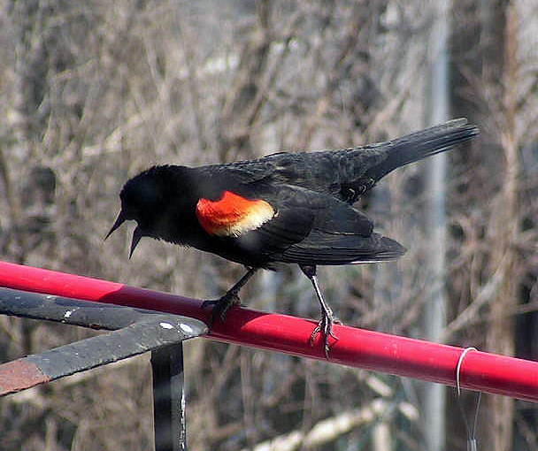 Red-Winged Blackbird