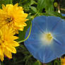 Blue Glory and Yellow Flowers