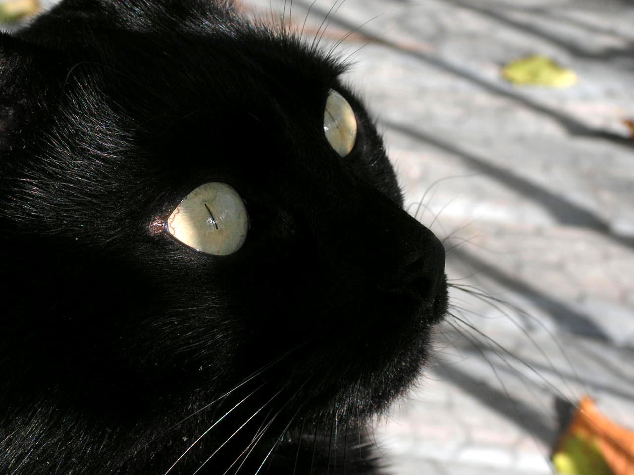 My Cat's Eyes