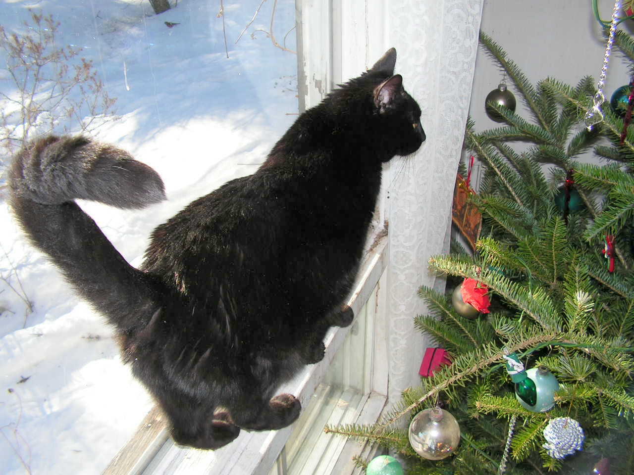 Discovering the Christmas Tree