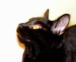 Curious Kitty by JocelyneR