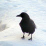 Huge Raven in Small Yard