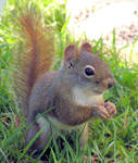 Anxiety for Baby Squirrel by JocelyneR