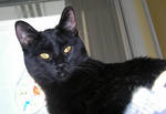 My Kitty so Sweet by JocelyneR