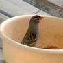 Young Chipping Sparrow