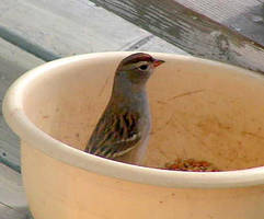 Young Chipping Sparrow