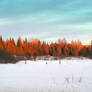 Trees Bathing in Sunbeam