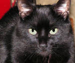 Black with Green Eyes by JocelyneR