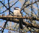 Chickadee on Leafing Tree by JocelyneR