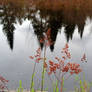 Wild Plants on Tree Reflection