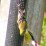 Gymnastics for Goldfinches