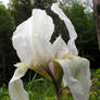 Iris Under the Rain