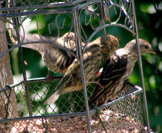 A family of Pine Siskins