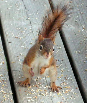 My Friend, the Squirrel...