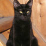 Coquine is posing for me again