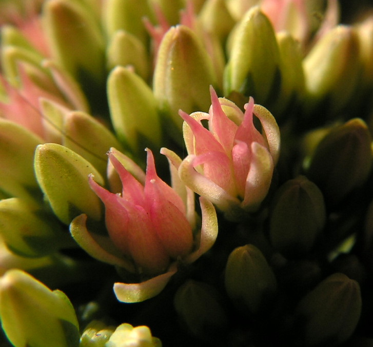 Sedum opening - macro