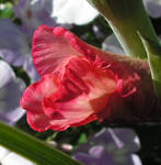 Blossoming Gladiolus by JocelyneR