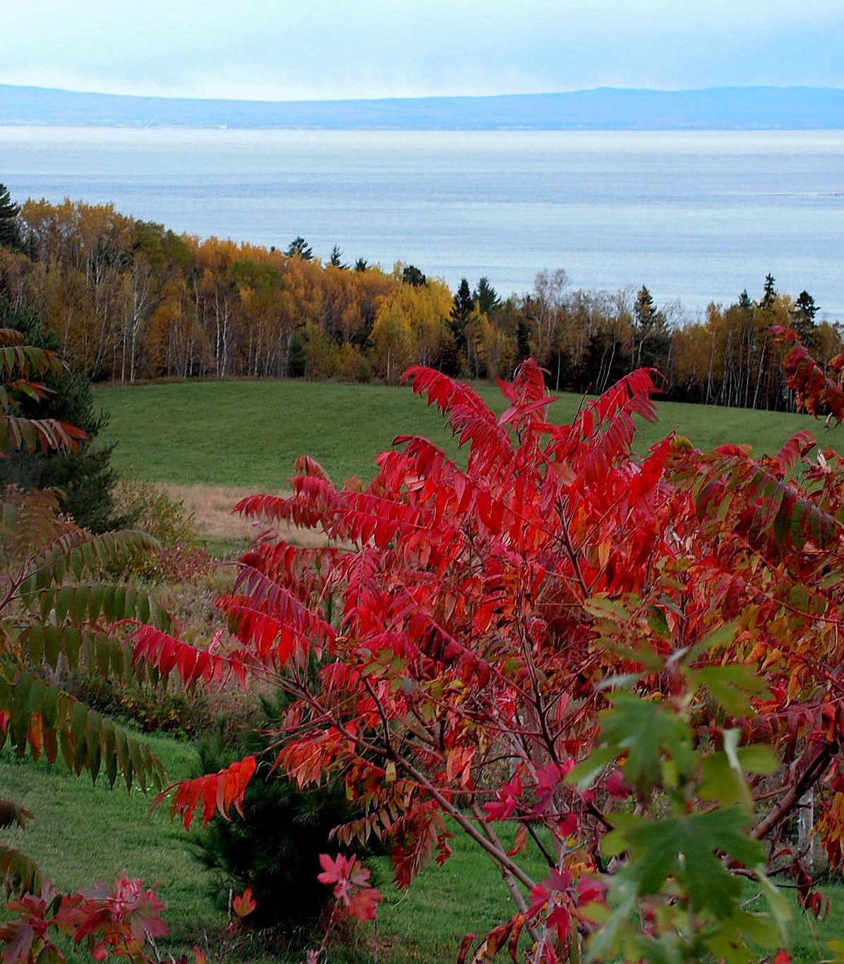 Autumn Colors by the River