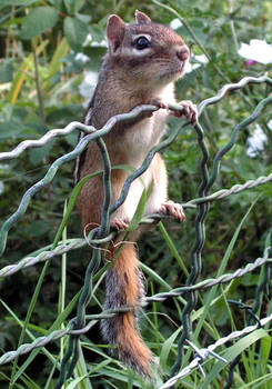 A Wary Chipmunk