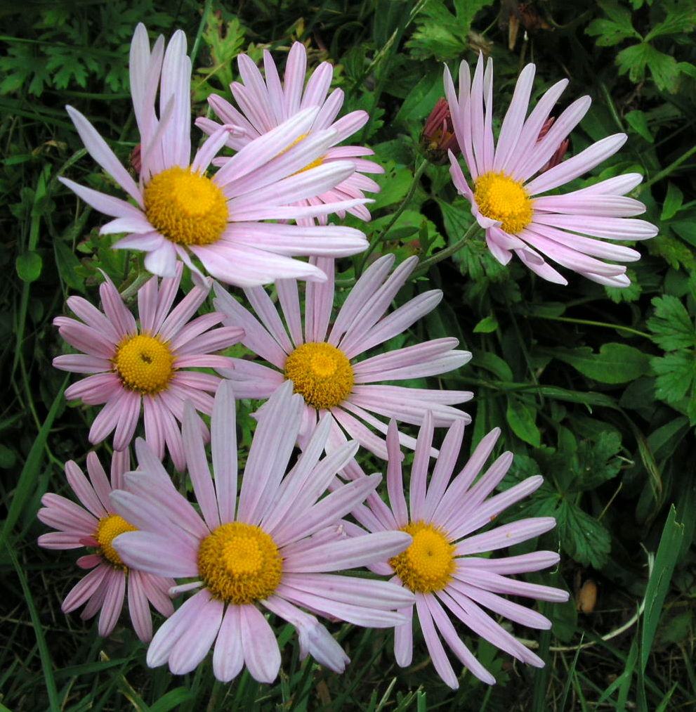 Autumn Asters