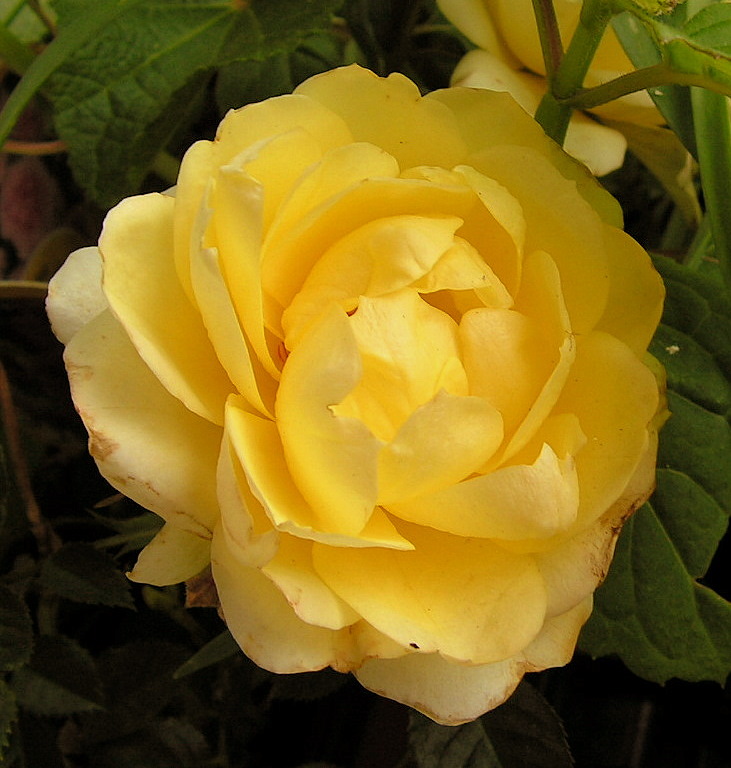 The Sole Rose of the Summer