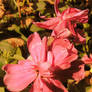 Flowers at the Cemetery