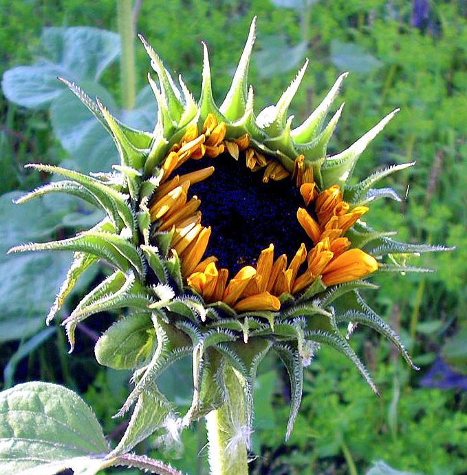 A Late Blossoming Sunflower