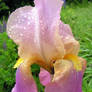 Iris Under the Rain 02